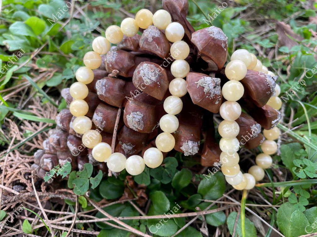Bracciale Calcite gialla (Messico)