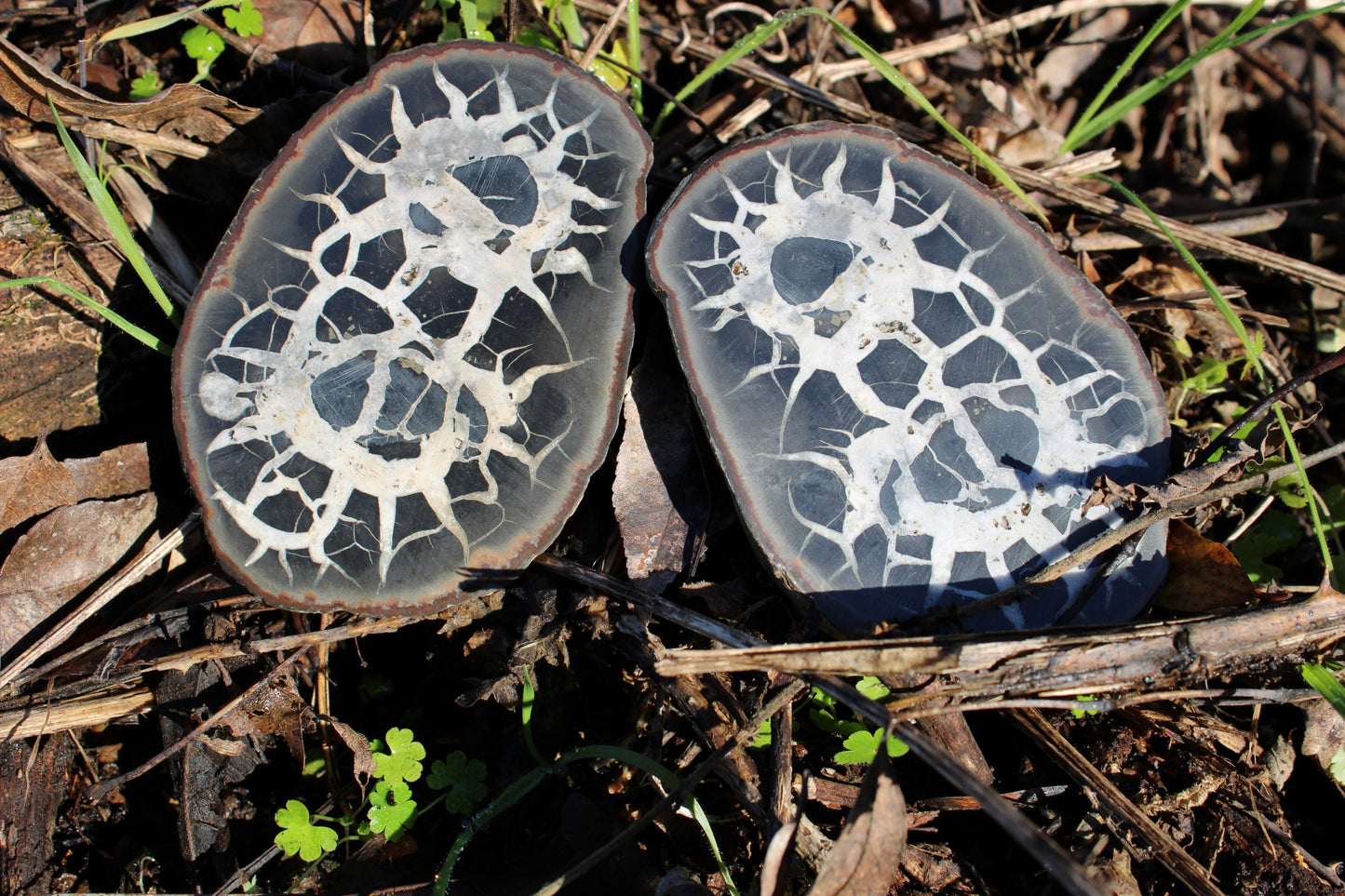 Coppia Septaria (Marocco)