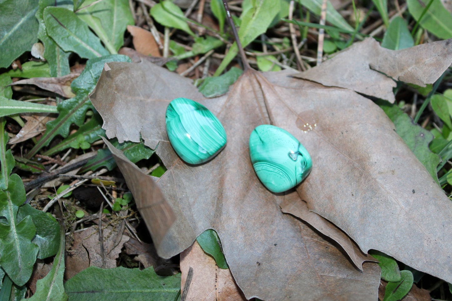 Malachite forata (Congo)