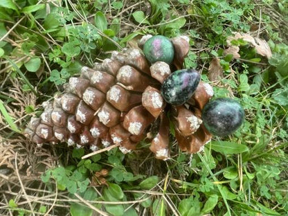 Rubino e Zoisite (Tanzania)